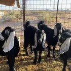 جفرات. عوارض طيبه. للقني اواذبح. العمر 6 الى 7 ش