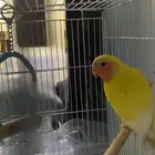 روز لبيع الحد 120