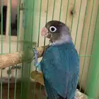 روز فيشير اليف وهدد