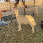 خروف 3 شهور طيب