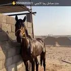 حصان مشروك