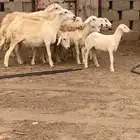 ضأن مناتيج وقرايب عدد 6 تحتها واحد. خروف