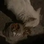 قطه حصلتها بالشارع