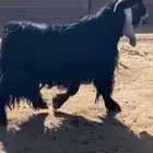 الجمش