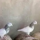 حمام