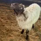 نعيمي  ثني فحل يقرع شرط