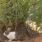 ارانب منتجه