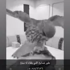 طير ضايع اللي يلقاه له 50