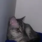 سكوتش ستريت كيتن للتبني
