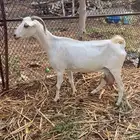 عنز
