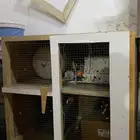 حضانة صيصان جديده