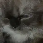 قط همالايا تبني