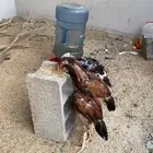 سندي بيور فواخر