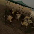 ذبايح هرافي فاخره لبانيه يتوفر تابي وتمارا