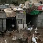بط مسكوفي و وز ودجاج بلدي بياض وجوز رومي