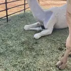 حقه رمانيه كفوو شرط من اي عذروب