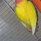 اعرض لكم روز