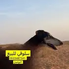 سلوقي للبيع