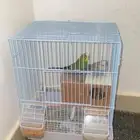 طيور حب للبيع