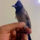 بلبول كشميري