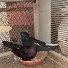 حمام