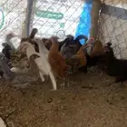 دجاج بلدي