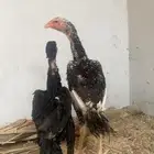 ديوك سندي فواخر