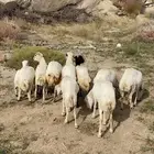 غنم