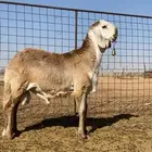 للبيع سوكني معرف رقم تواصل