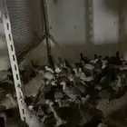 دجاج حبشي