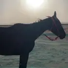 فرس أمريكي لقحاء في الشهر 2 الفحل نفس الفصيله