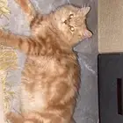 قط شيرازي للتبني