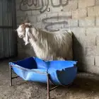 تيس مصري للبييع