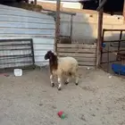 خروف نعيمي