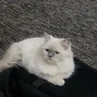 قط عمره 1سنه انسام 450 للبيع