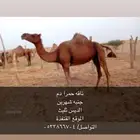 ناقه جنبه شهرين حمرا دم الديس ثليث