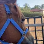 فرس عربيه مع عيالها