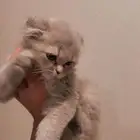 قطه