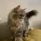 بسة همالايا انثى مرضعة