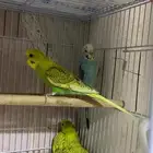 جوز و 8 فروخ بادجي السعر قابل للتفاوض البسيط