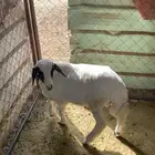للبيع طلي