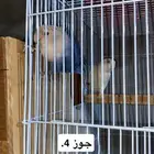 روز منتجين البينو و بلو فيس