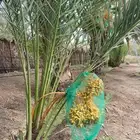 للبيع جثايث نخل