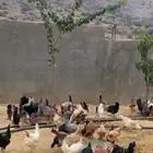 دجاج بلدي