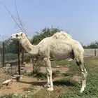حوار كفو للبيع