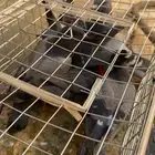 سلام عليكم ورحمة الله وبركاته حمام بري العدد 6