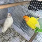 للبيع جوز روز