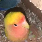 جوز روز غير أليف مع قفص