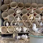 حمام رقاص فاخر