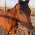 حصان للبيع